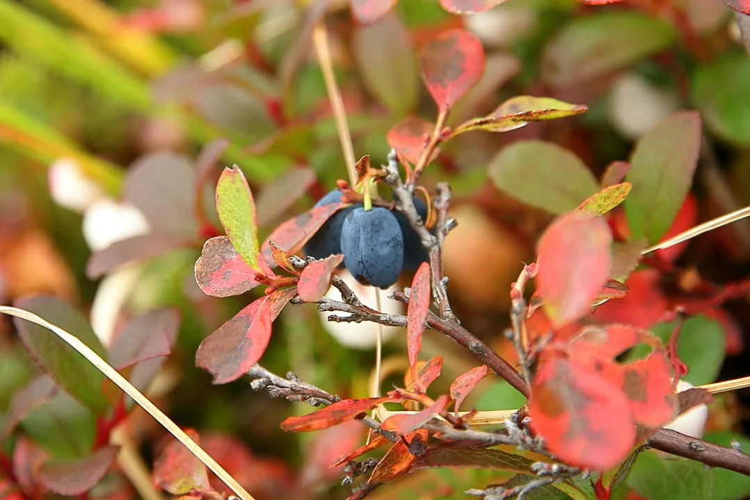 クロマメノキ