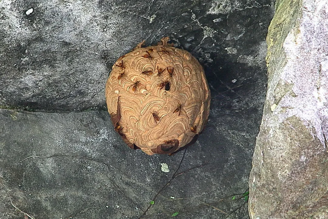 コース上のキイロスズメバチの巣