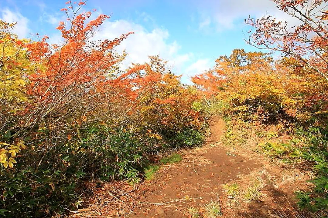 赤兎山登山道の紅葉