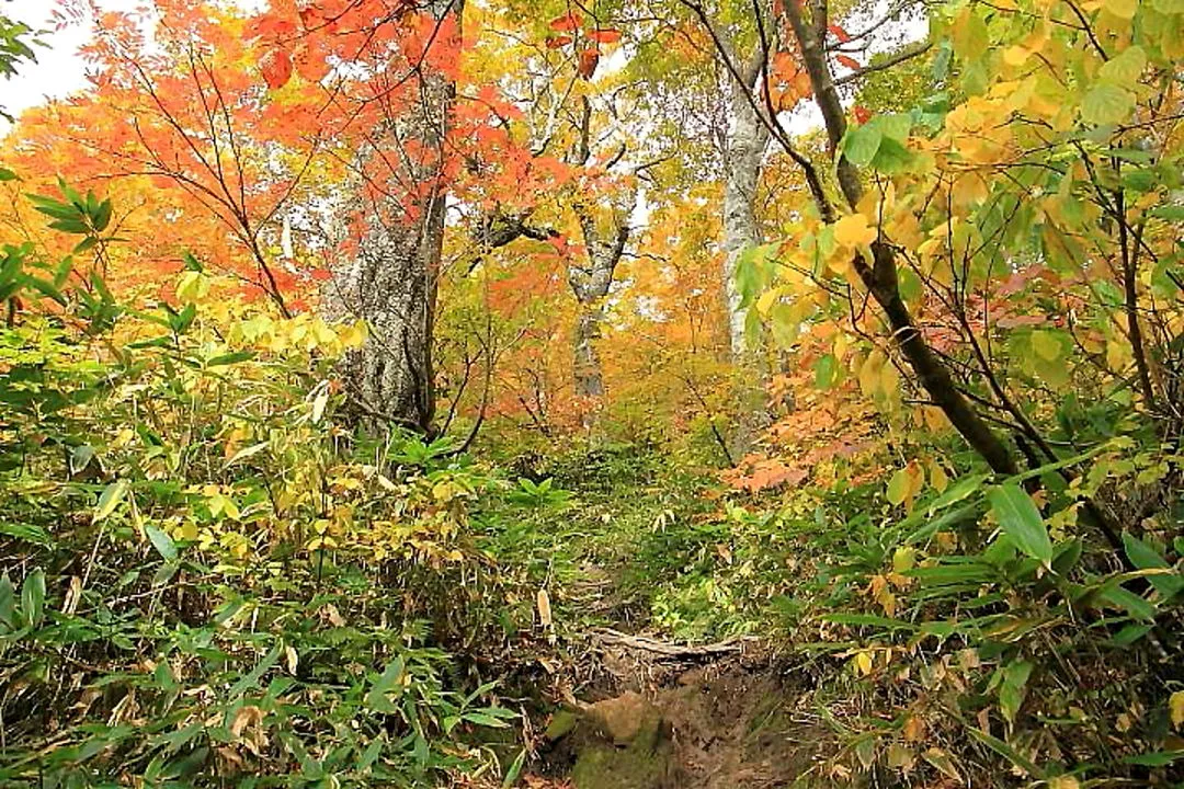 大長山登山道の紅葉