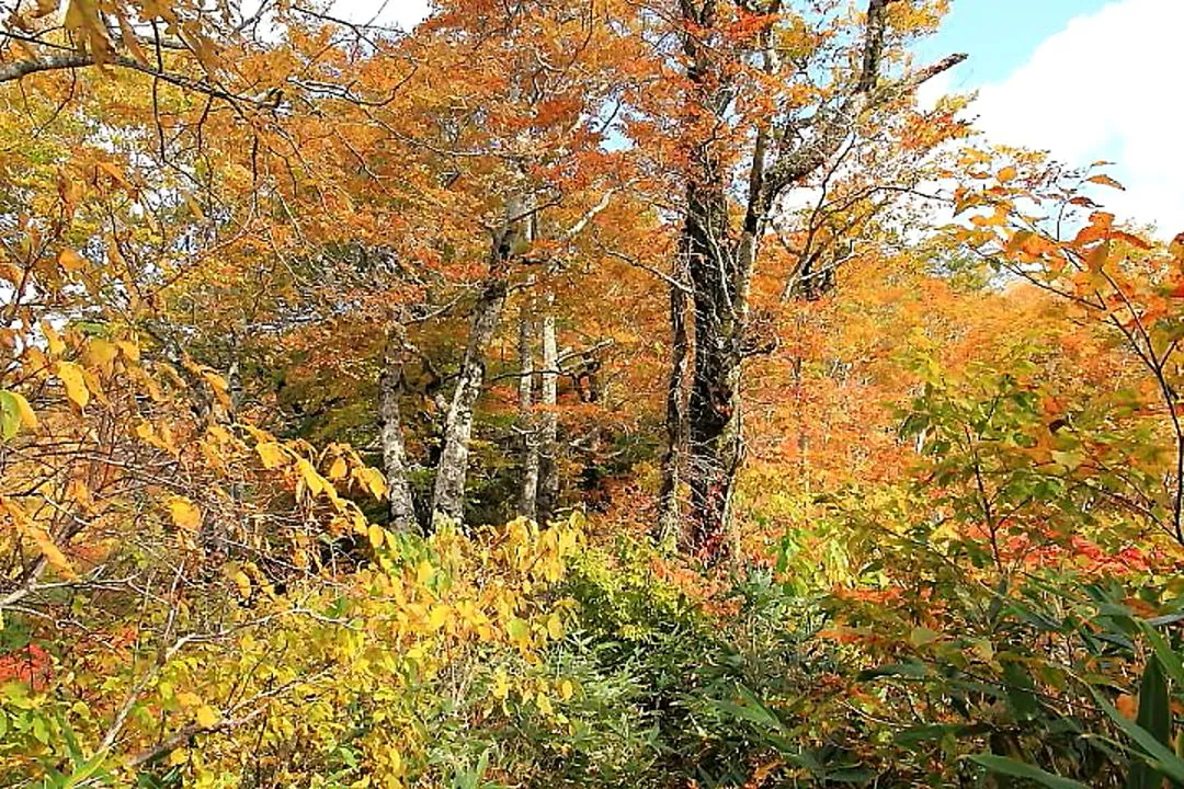 大長山登山道の紅葉