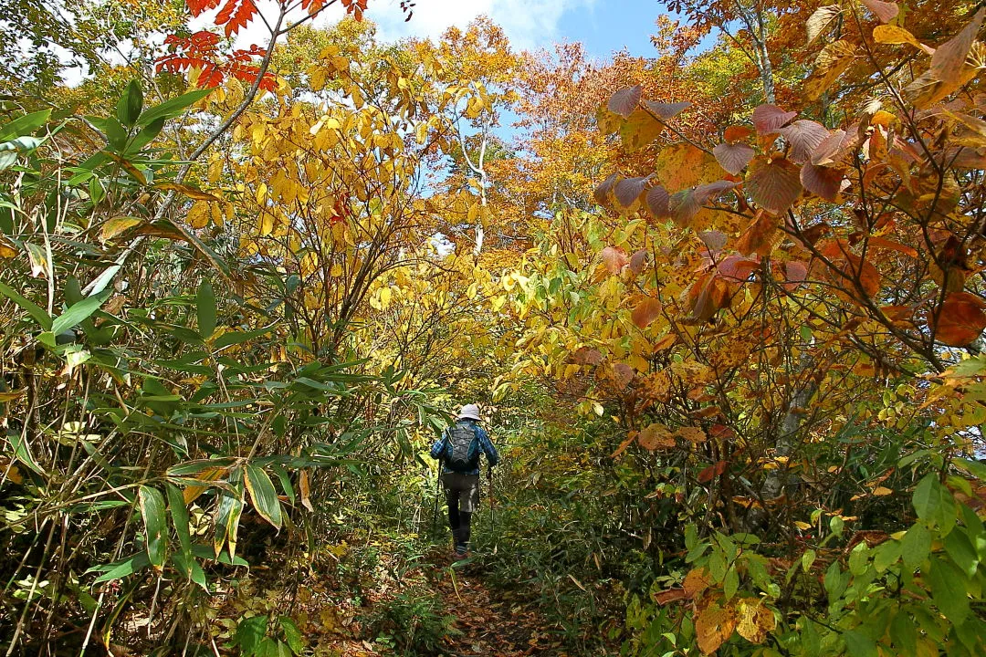 紅葉の大長山登山道