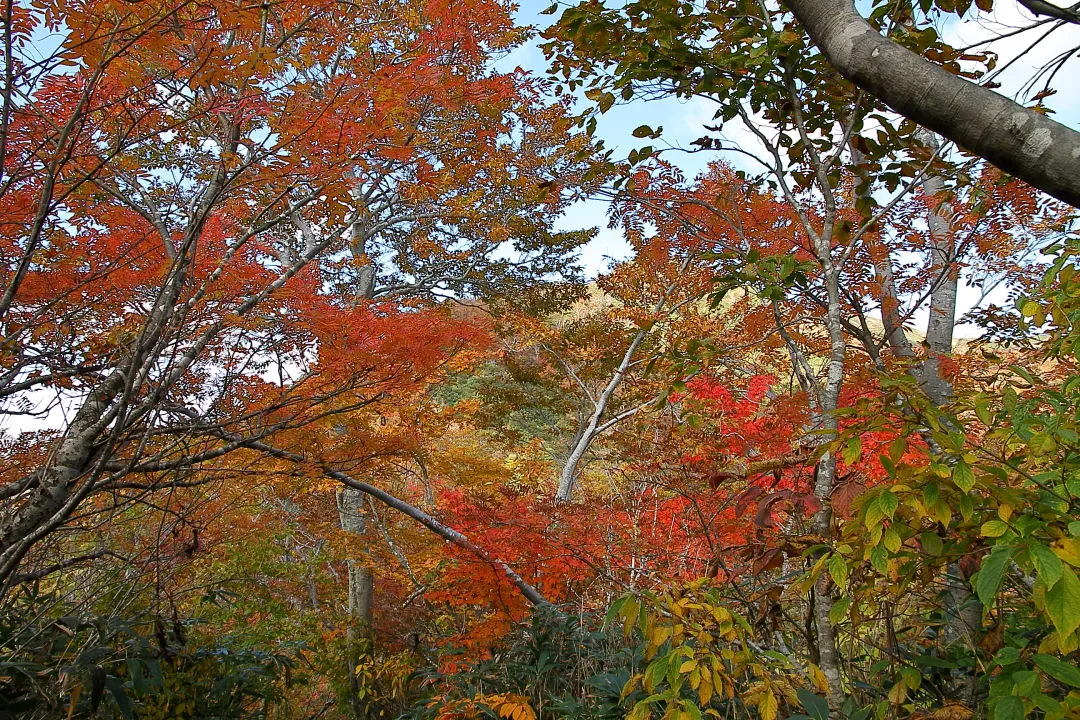 紅葉の大長山登山道