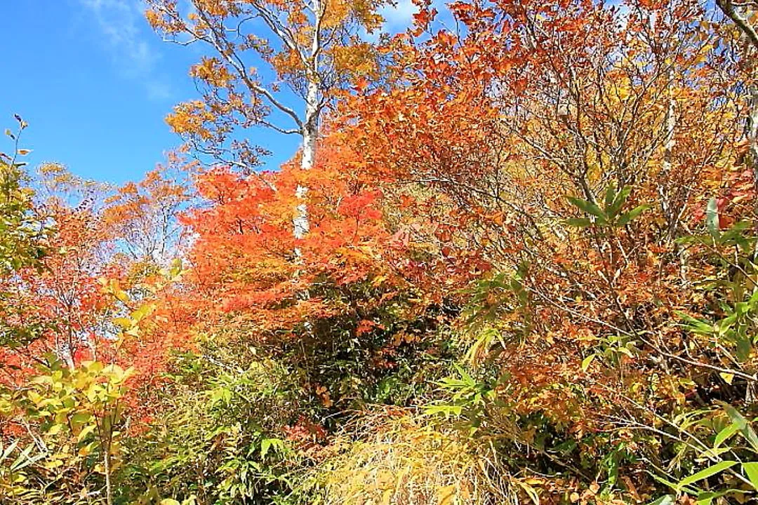 大長山登山道の紅葉