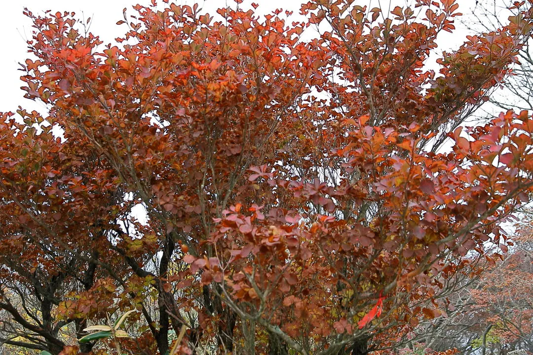 山頂付近の紅葉