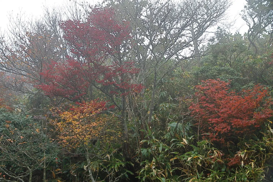 靄に霞む紅葉