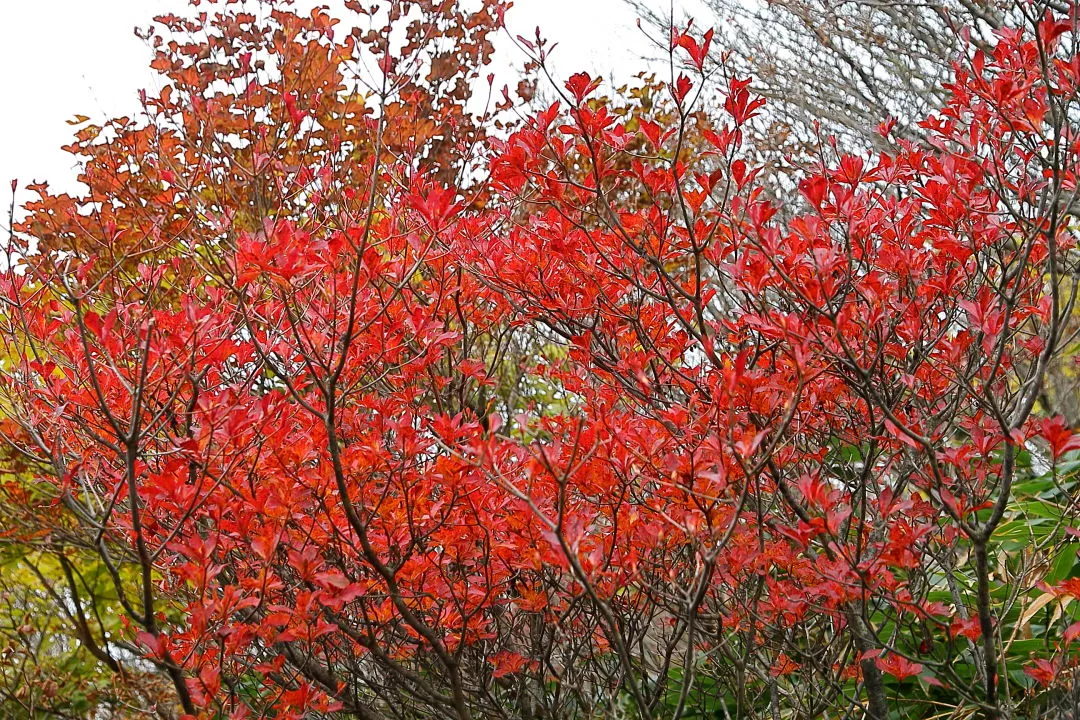 山上公園の紅葉