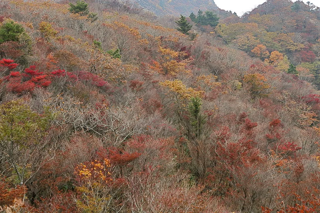 山頂付近の紅葉は終盤