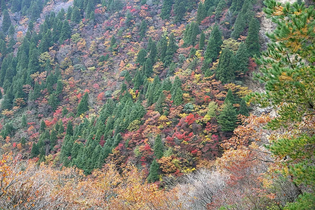 県境尾根道から峠谷の紅葉