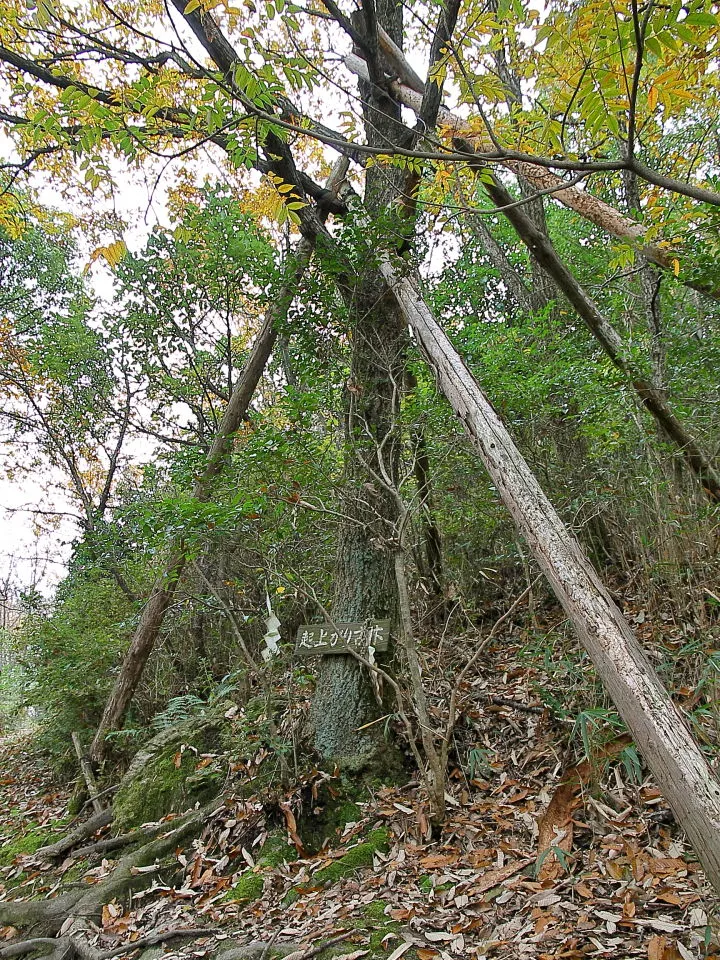 馬坂峠の起上がり古木