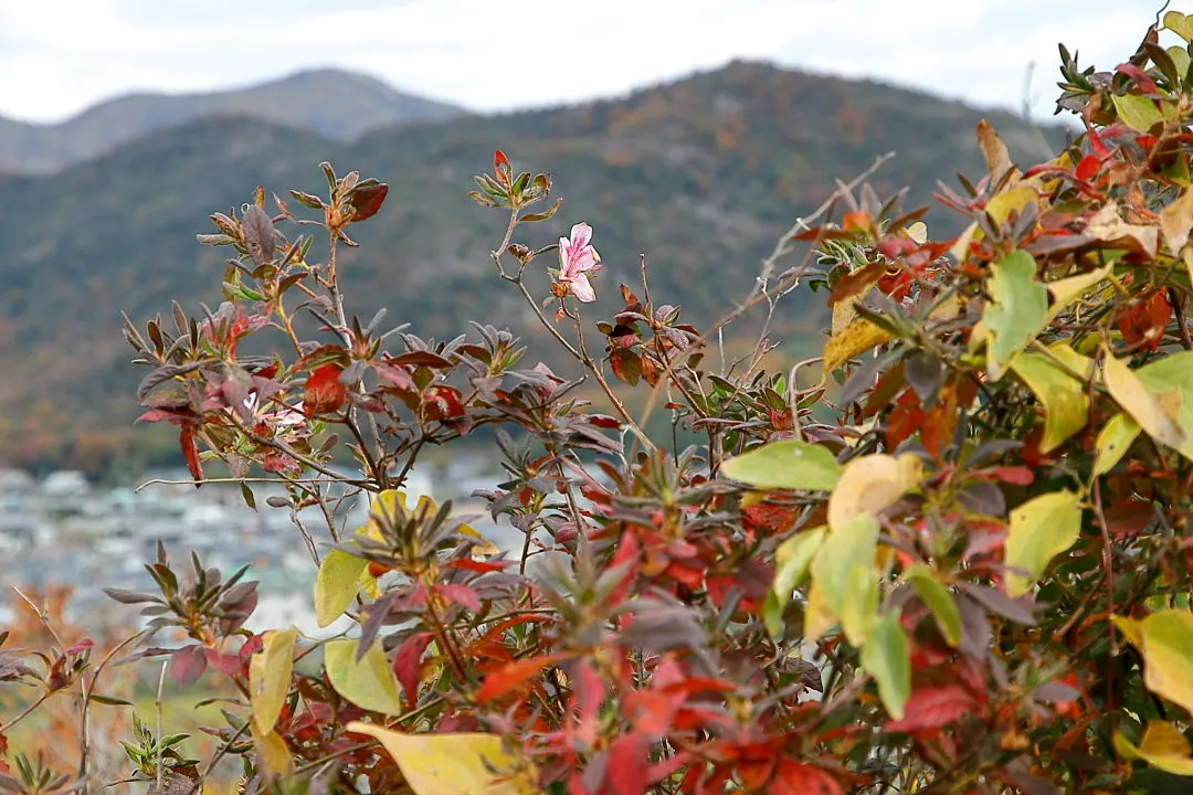 モチツツジの紅葉と花