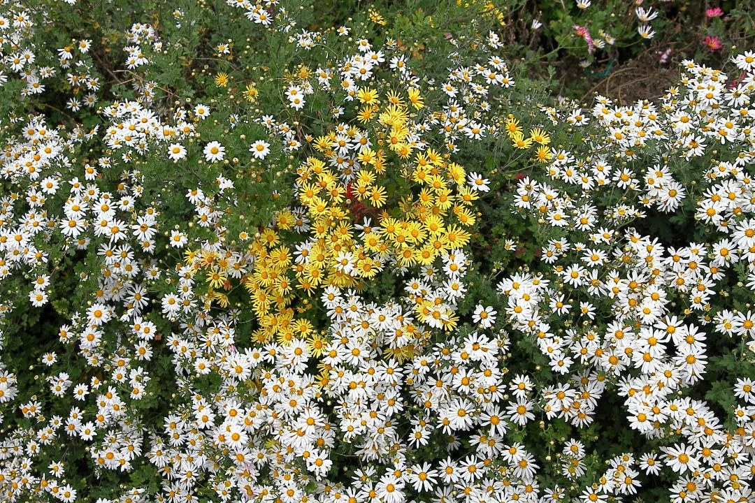 のじぎく　黄花との混栽