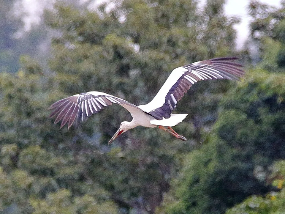 コウノトリ