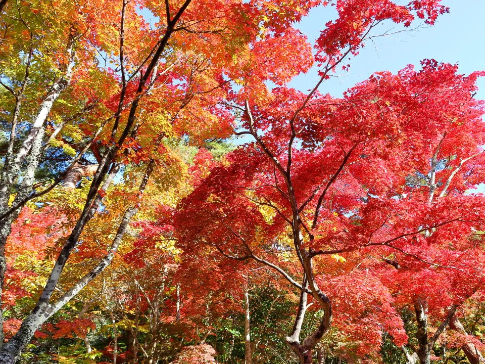 紅葉