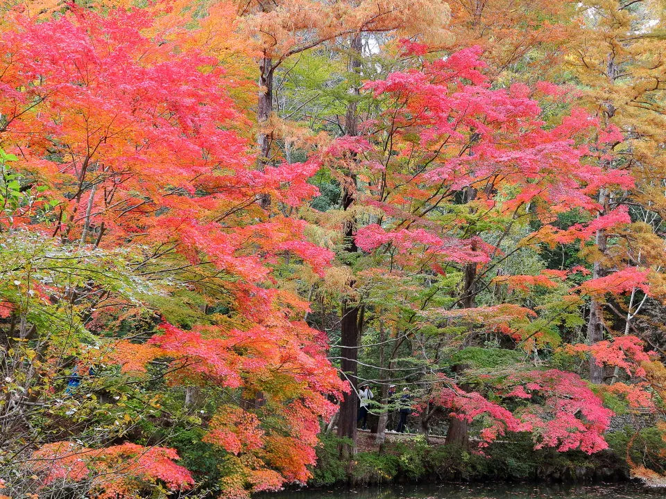 紅葉