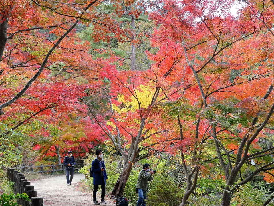 紅葉