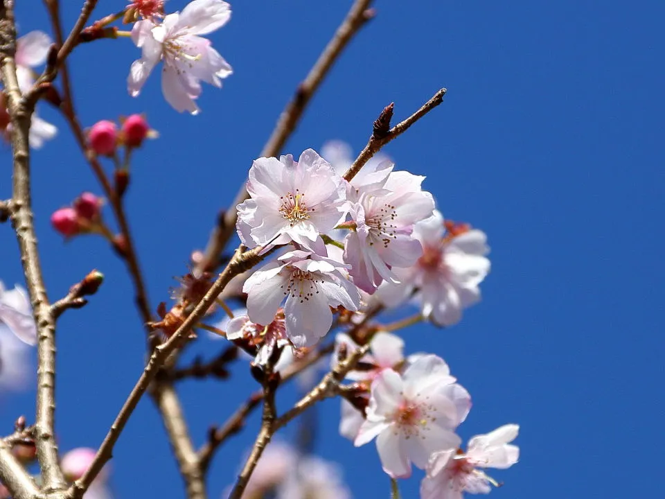 十月桜