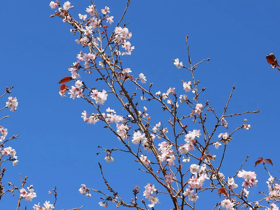 十月桜