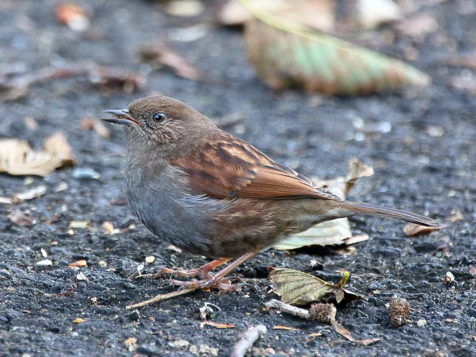 カヤクグリ