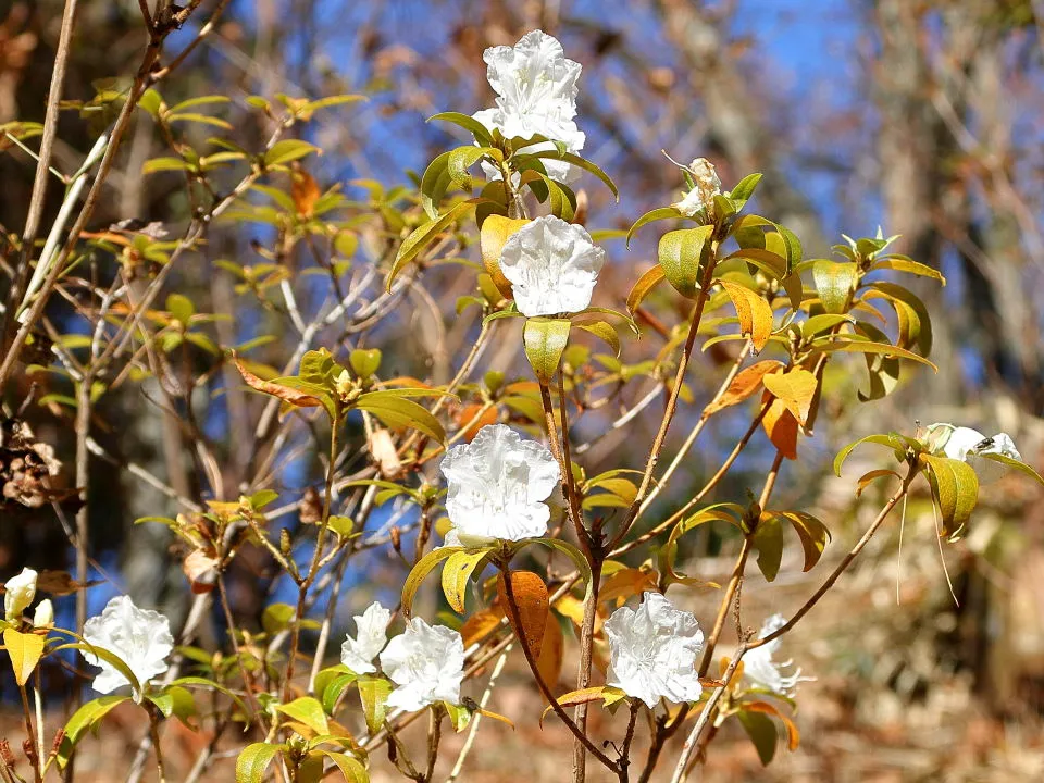 白花ゲンカイツツジ