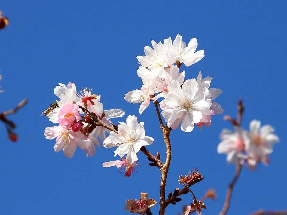 十月桜