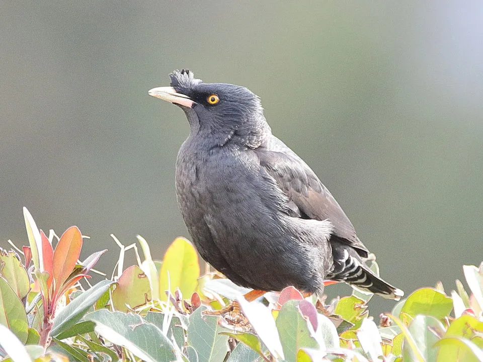 ハッカチョウ