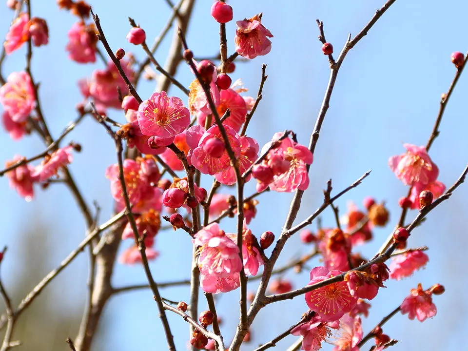 紅梅