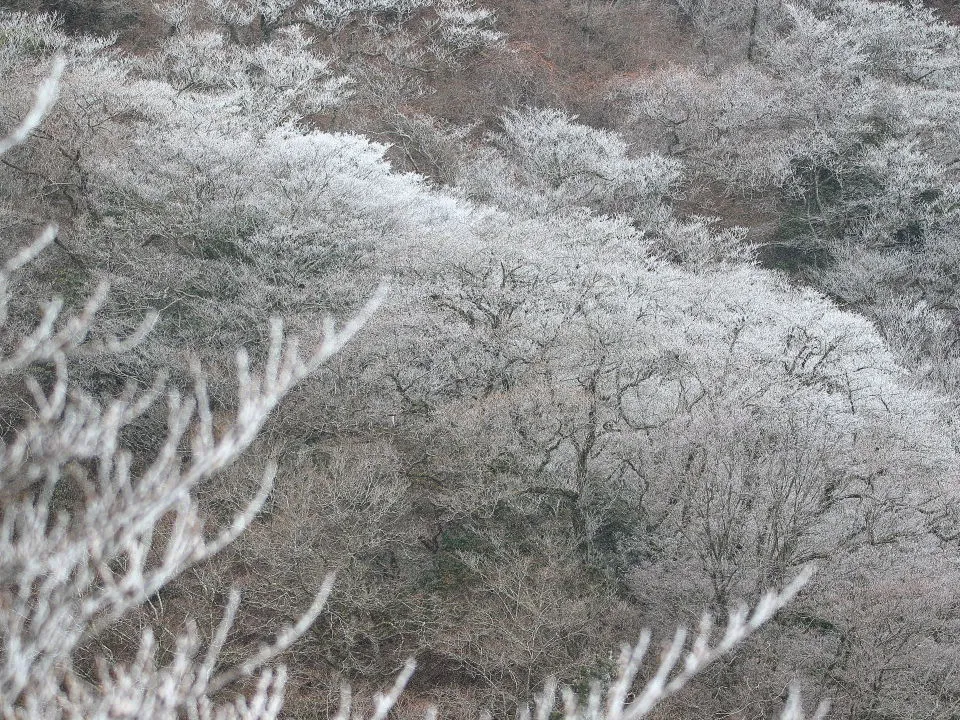 雪の花