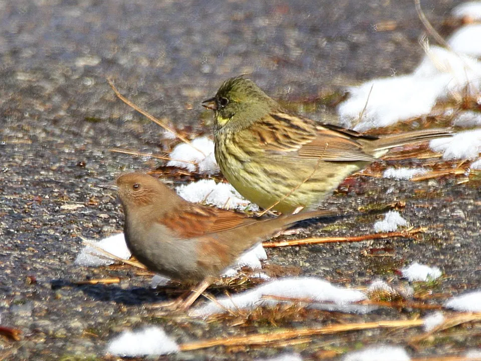 アオジとカヤクグリ