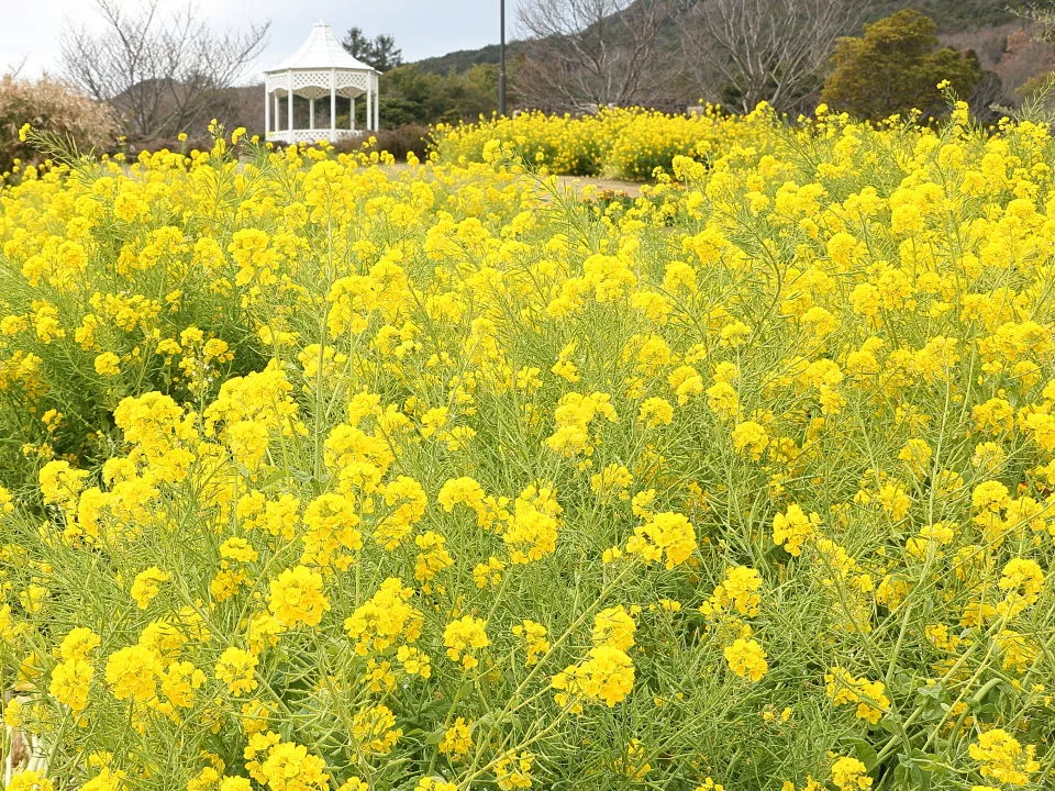 寒咲きナノハナ