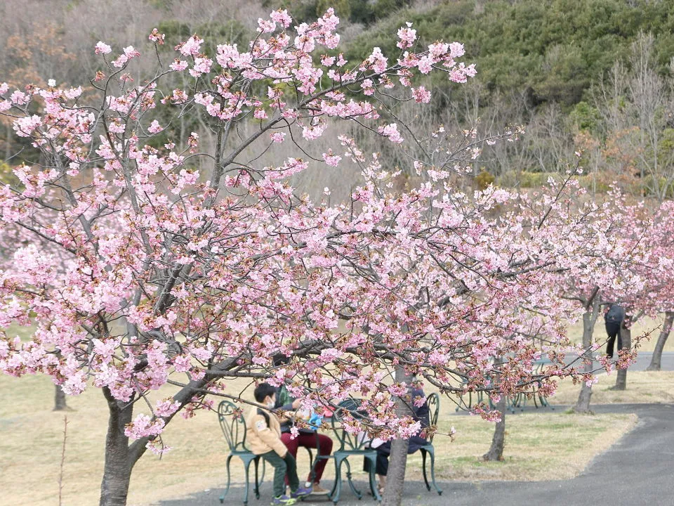 河津桜