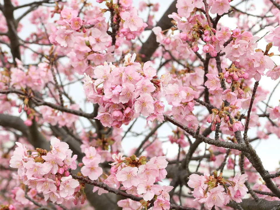 河津桜