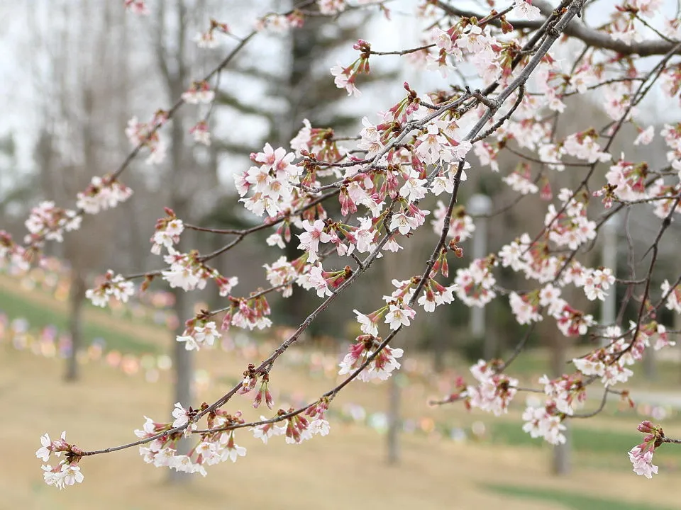 奥丁字桜