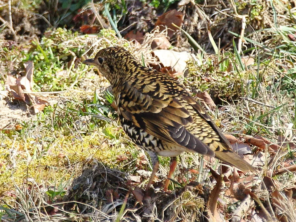 トラツグミ