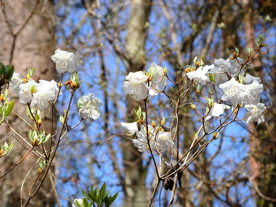 白花ゲンカイツツジ