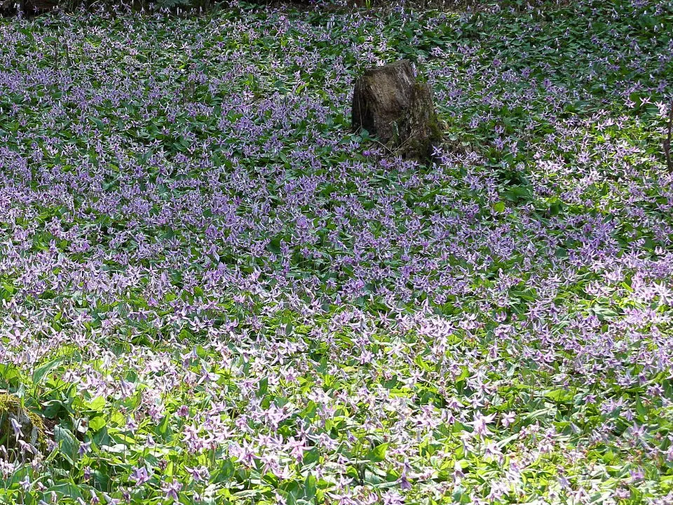 清住かたくりの里