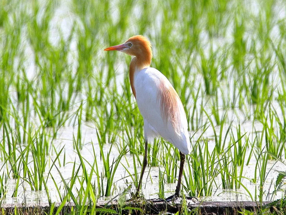 アマサギ