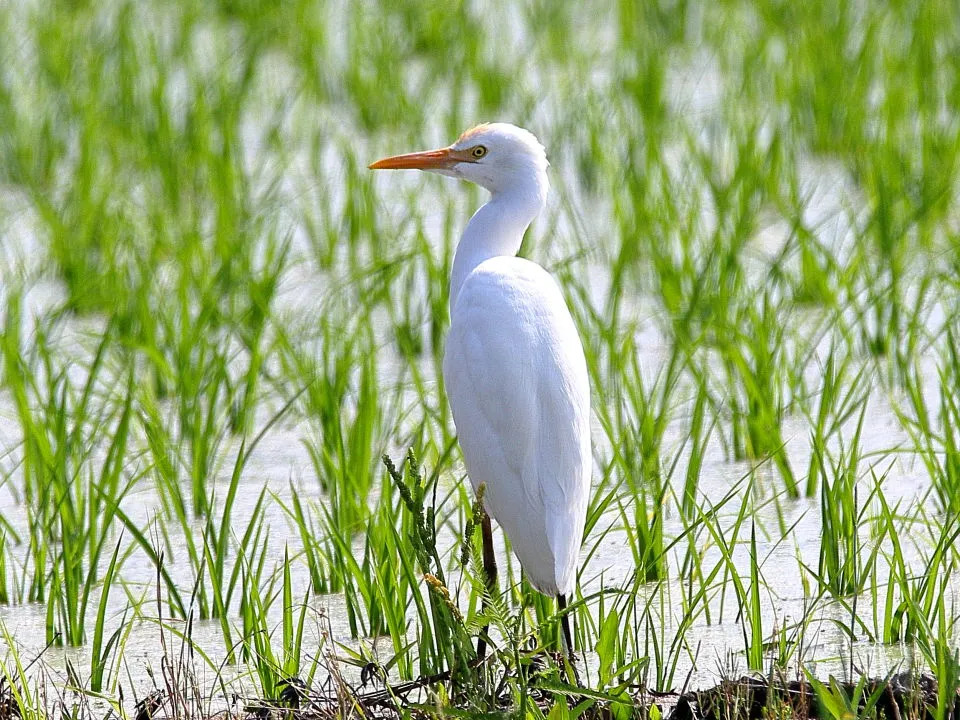 アマサギ