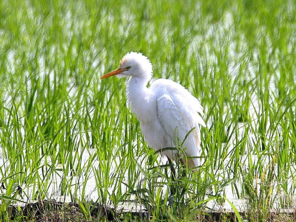 アマサギ