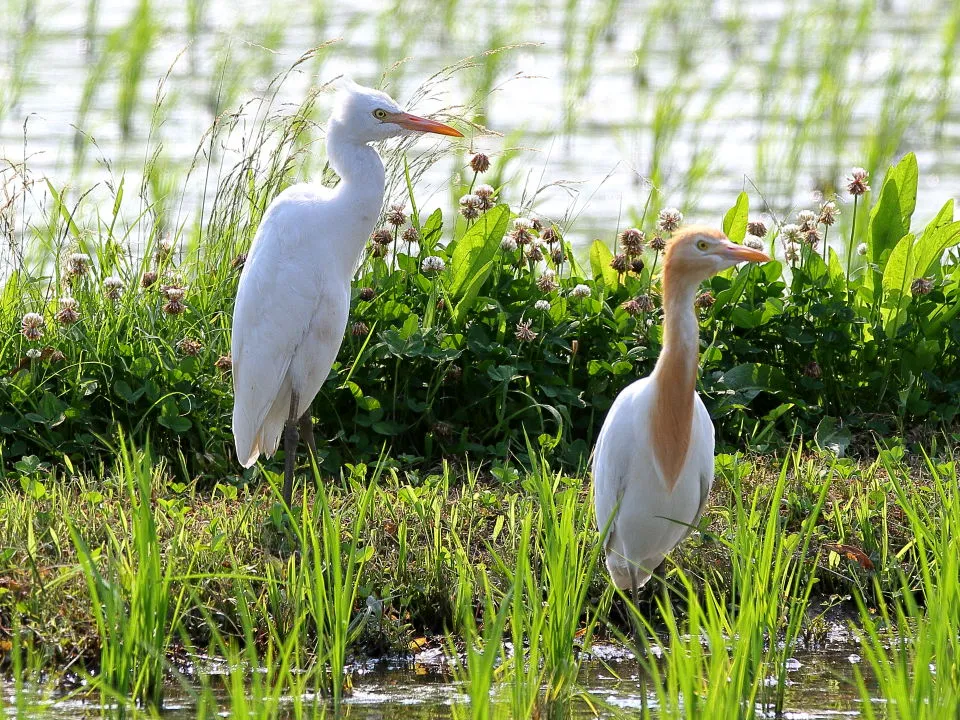 アマサギ