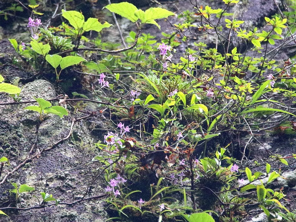 ウチョウラン