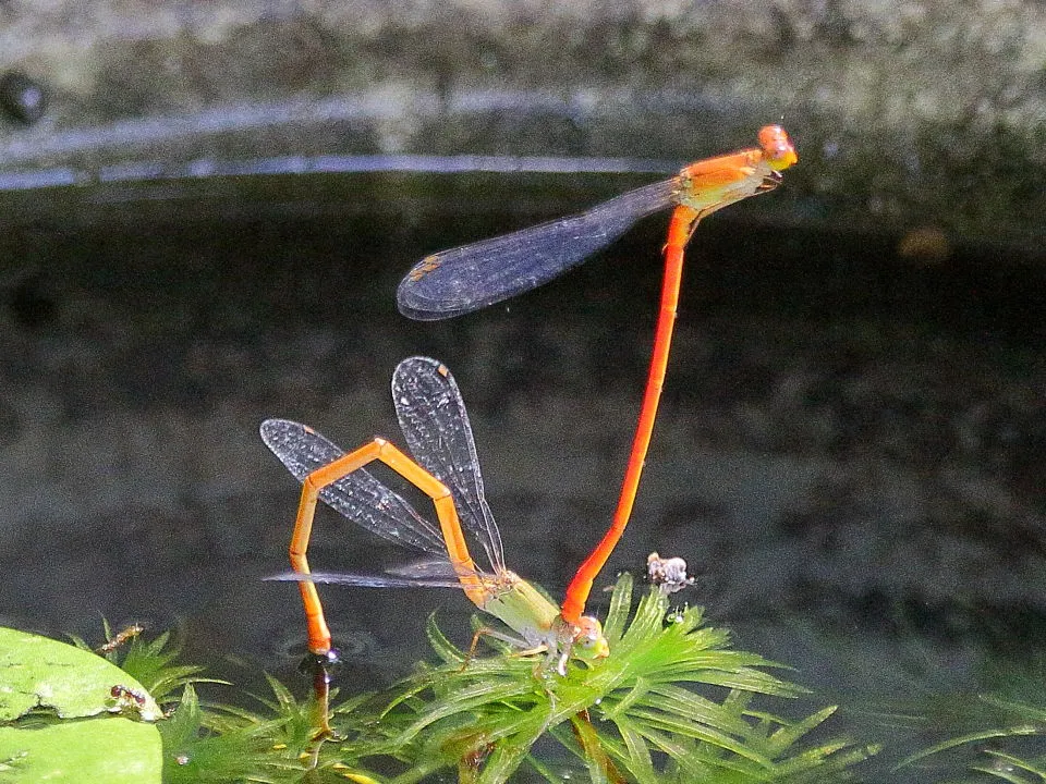 ベニイトトンボ