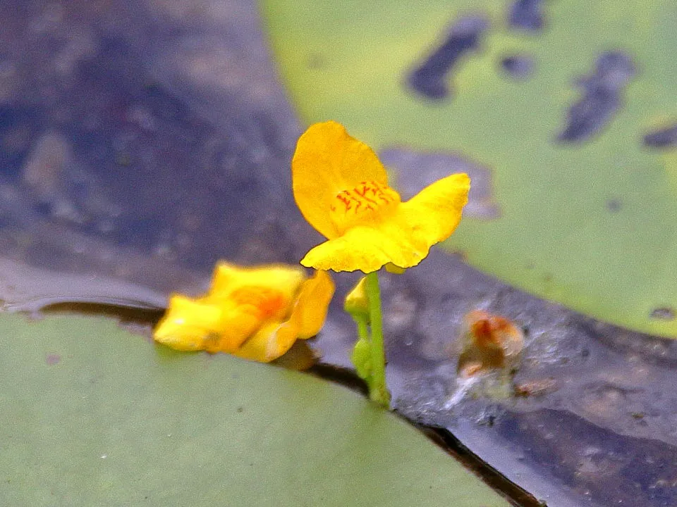 イヌタヌキモ