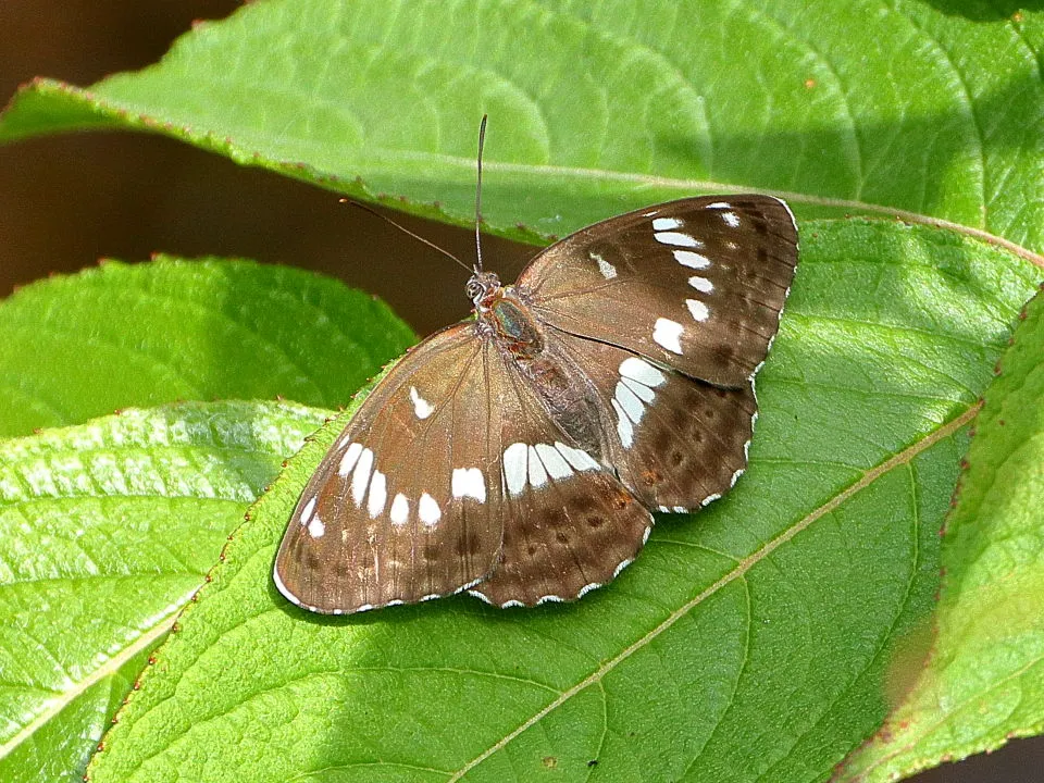 アサマイチモンジ