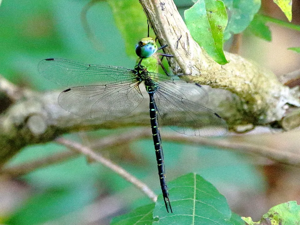 カトリヤンマ