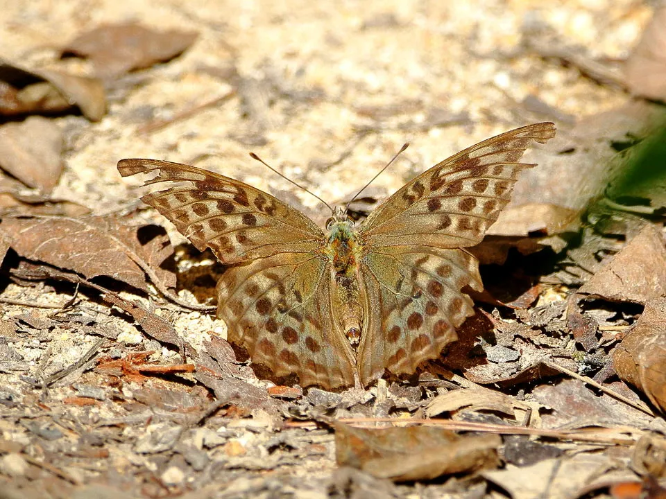 ミドリヒョウモン