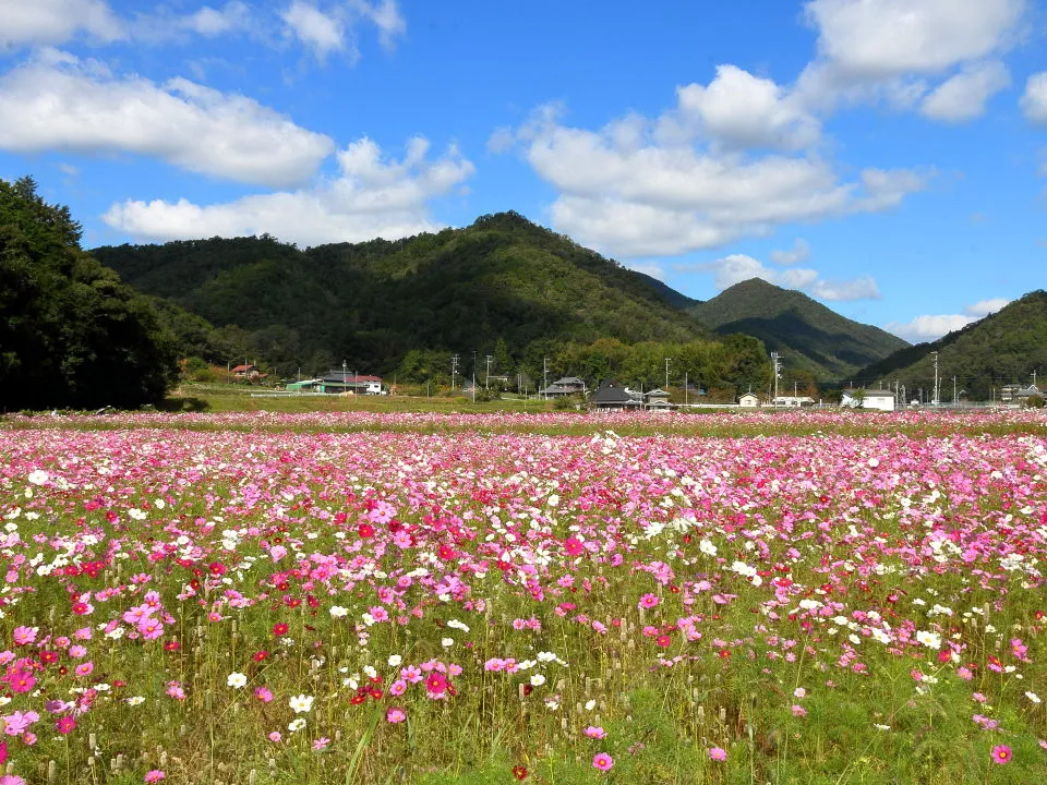 波豆川コスモス畑