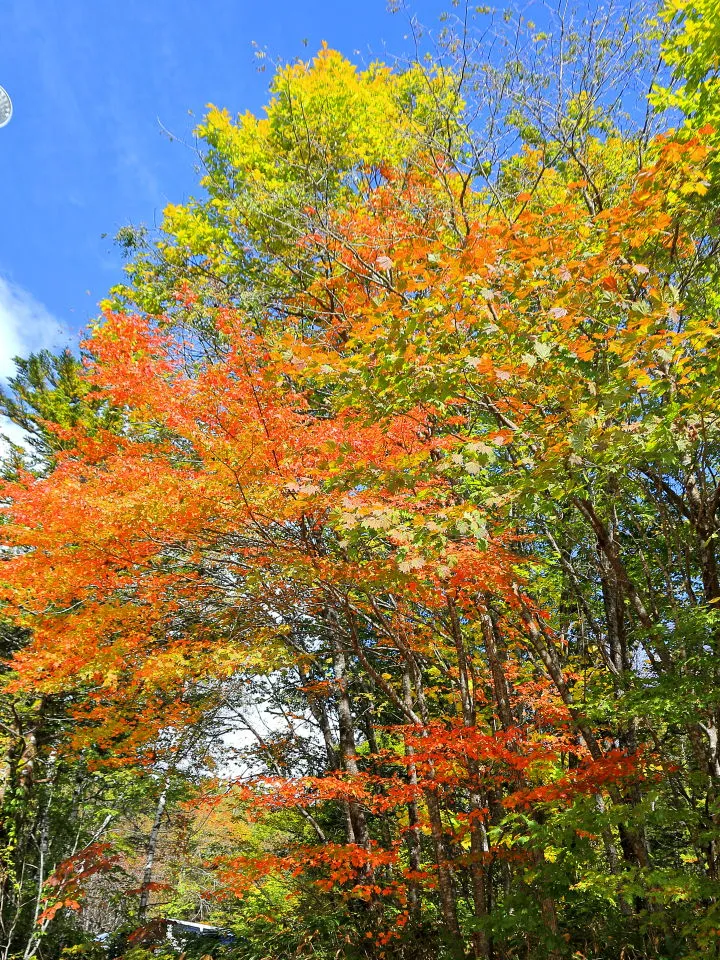 紅葉