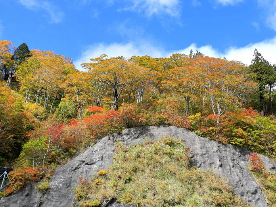 紅葉