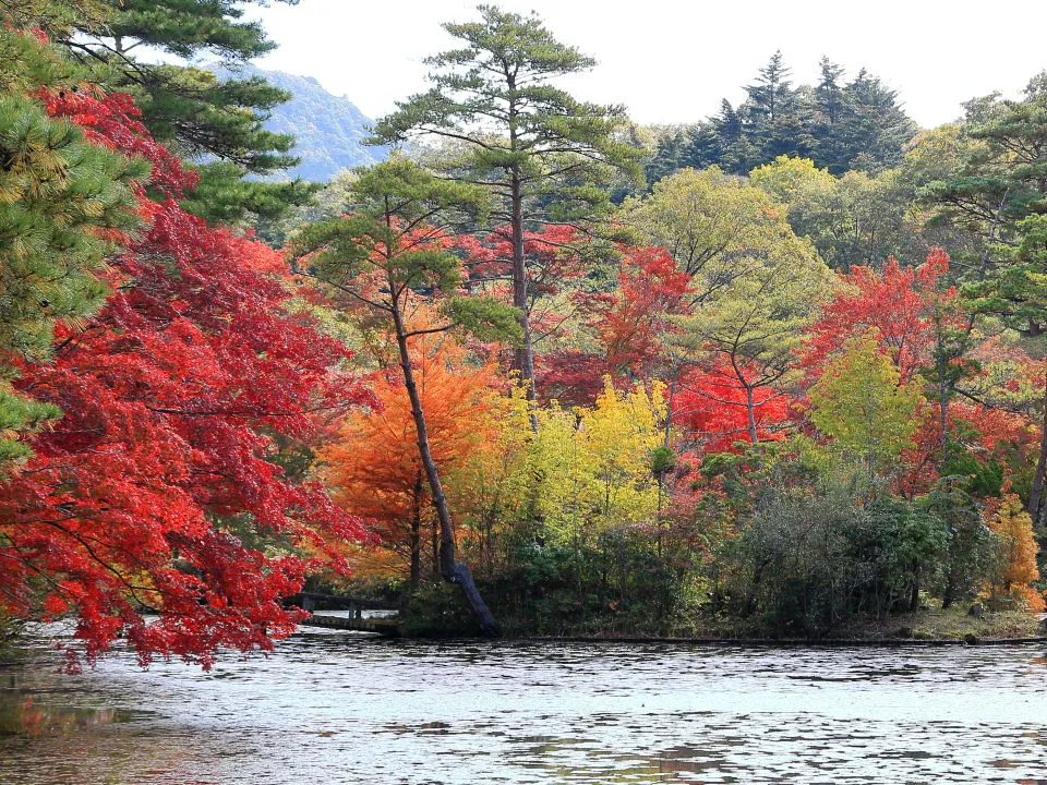 紅葉